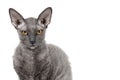 Oriental shorthair cat sitting and watching, gray animal pet, domestic kitty, purebred Cornish Rex. Isolated on white background. Royalty Free Stock Photo