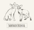 Oriental Shorthair cats, hand drawn sketch animal