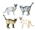 Oriental shorthair cats