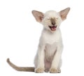 Oriental Shorthair kitten, 9 weeks old, sitting