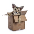 Oriental Shorthair kitten in box on white background Royalty Free Stock Photo