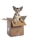 Oriental Shorthair kitten in box on white background Royalty Free Stock Photo