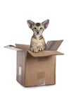 Oriental Shorthair kitten in box on white background Royalty Free Stock Photo