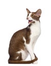 Oriental Shorthair sitting and meowing