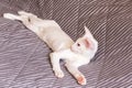 Oriental shorthair white cat sleeping on the bed Royalty Free Stock Photo