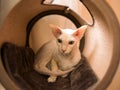 Oriental shothair cat or kitten sitting at tunnel-cat-house. Sphinx kitty in a cozy cat tunnel at home. Pretty Sphynx Cat sitting Royalty Free Stock Photo