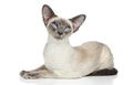 Oriental Siamese cat Royalty Free Stock Photo