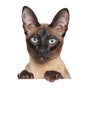 Oriental Siamese cat above banner Royalty Free Stock Photo