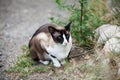 Oriental siamese cat with blue eyes Royalty Free Stock Photo