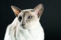 Oriental siamese cat blue eyes sitting, black background Royalty Free Stock Photo
