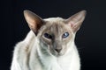 Oriental siamese cat blue eyes sitting, black background Royalty Free Stock Photo