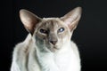 Oriental siamese cat blue eyes sitting, black background Royalty Free Stock Photo