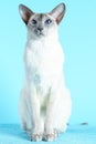 Oriental siamese cat blue eyes sitting light blue background Royalty Free Stock Photo