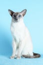 Oriental siamese cat blue eyes sitting light blue background Royalty Free Stock Photo