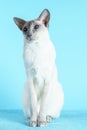 Oriental siamese cat blue eyes sitting light blue background Royalty Free Stock Photo