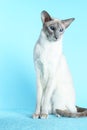 Oriental siamese cat blue eyes sitting light blue background Royalty Free Stock Photo