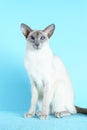 Oriental siamese cat blue eyes sitting light blue background Royalty Free Stock Photo