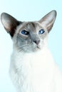 Oriental siamese cat blue eyes sitting light blue background Royalty Free Stock Photo