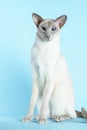 Oriental siamese cat blue eyes sitting light blue background Royalty Free Stock Photo