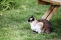 Oriental siamese cat on the grass Royalty Free Stock Photo