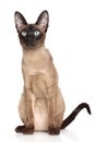 Oriental Siamese cat Royalty Free Stock Photo