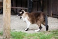 Oriental siamese cat walking near wooden house Royalty Free Stock Photo