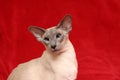 Oriental Siamese Royalty Free Stock Photo
