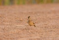 Oriental Skylark (Alauda gulgula) Royalty Free Stock Photo