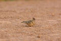 Oriental Skylark (Alauda gulgula) Royalty Free Stock Photo