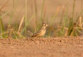 Oriental Skylark (Alauda gulgula) Royalty Free Stock Photo