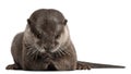 Oriental small-clawed otter, Amblonyx Cinereus Royalty Free Stock Photo