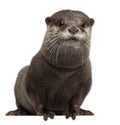 Oriental small-clawed otter, Amblonyx Cinereus Royalty Free Stock Photo