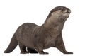 Oriental small-clawed otter, Amblonyx Cinereus