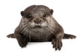 Oriental small-clawed otter, Amblonyx Cinereus