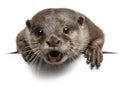 Oriental small-clawed otter, Amblonyx Cinereus Royalty Free Stock Photo