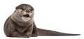 Oriental small-clawed otter, Amblonyx Cinereus Royalty Free Stock Photo