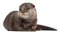 Oriental small-clawed otter, Amblonyx Cinereus Royalty Free Stock Photo