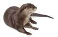 Oriental small-clawed otter, Amblonyx Cinereus