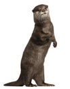 Oriental small-clawed otter, Amblonyx Cinereus, 5 years old, sta Royalty Free Stock Photo