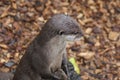 Oriental Small-clawed Otter - Aonyx Cinerea Royalty Free Stock Photo