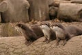 Oriental Small-clawed Otter - Aonyx Cinerea Royalty Free Stock Photo