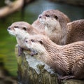 An oriental small-clawed otter / Aonyx cinerea / Royalty Free Stock Photo
