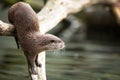 An oriental small-clawed otter / Aonyx cinerea / Royalty Free Stock Photo