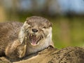 An oriental small-clawed otter / Aonyx cinerea / Asian small-clawed otter Royalty Free Stock Photo