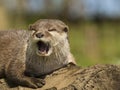 An oriental small-clawed otter / Aonyx cinerea / Asian small-clawed otter Royalty Free Stock Photo