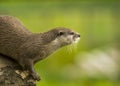 An oriental small-clawed otter / Aonyx cinerea / Asian small-clawed otter