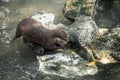 Oriental small-clawed otter Aonyx cinerea Eating Fish on the Stone in Thailand. Royalty Free Stock Photo