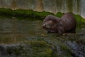 Oriental small-clawed otter, Aonyx cinereus, water mammal in the water, Kalkata, India. Urban wildlife in the town. Nature Royalty Free Stock Photo