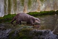 Oriental small-clawed otter, Aonyx cinereus, water mammal in the water, Kalkata, India. Urban wildlife in the town. Nature Royalty Free Stock Photo