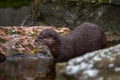 Oriental small-clawed otter, Aonyx cinereus, water mammal in the water, Kalkata, India. Urban wildlife in the town. Nature Royalty Free Stock Photo